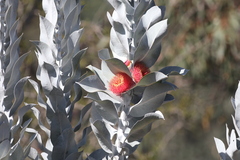 Eucalyptus macrocarpa