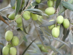 Olea europaea