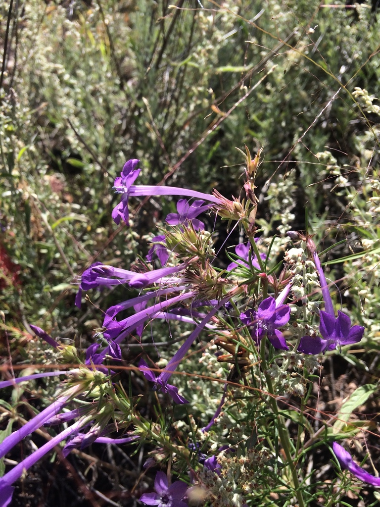 Ipomopsis pringlei