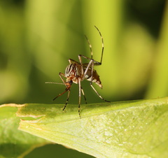 Aedes vittiger