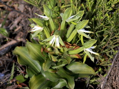 Bonatea speciosa