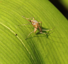 Aedes vittiger
