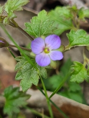 Veronica plebeia