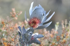 Eucalyptus macrocarpa