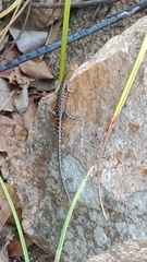 Lampropholis mirabilis