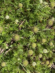 Acaena anserinifolia