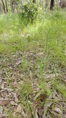 Thelymitra pauciflora