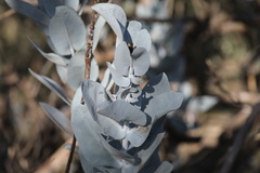 Eucalyptus macrocarpa