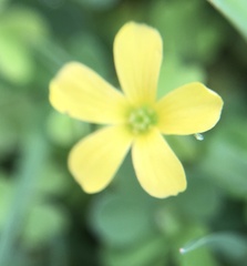 Oxalis exilis