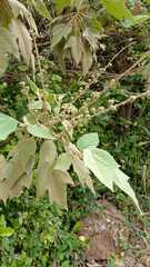 Platanus mexicana