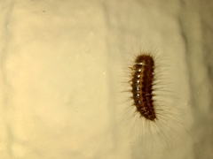 Dermestes
