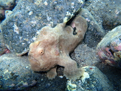 Abantennarius nummifer