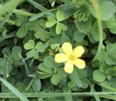 Oxalis exilis