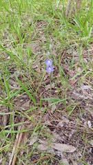 Thelymitra pauciflora