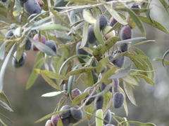 Olea europaea