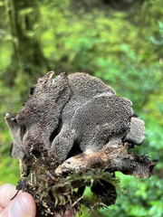 Sarcodon stereosarcinon