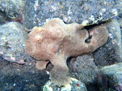 Abantennarius nummifer