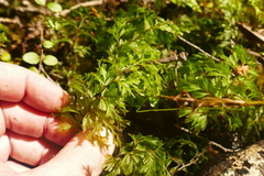 Hymenophyllum demissum