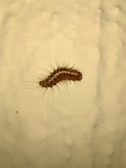 Dermestes