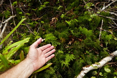 Hymenophyllum demissum