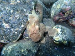 Abantennarius nummifer