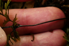 Hymenophyllum demissum