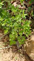 Aloysia gratissima