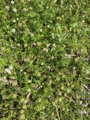 Acaena anserinifolia