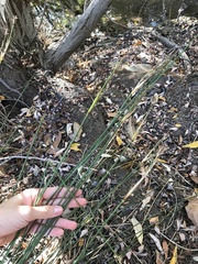 Juncus acutus