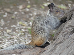 Sciurus stramineus