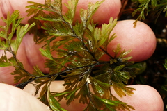 Hymenophyllum demissum