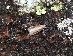 Eudonia octophora