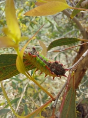 Doratifera oxleyi