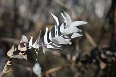 Eucalyptus macrocarpa