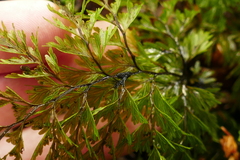 Hymenophyllum demissum