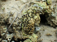 Rinodina