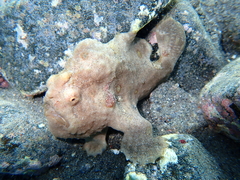 Abantennarius nummifer