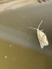 Epiphyas postvittana