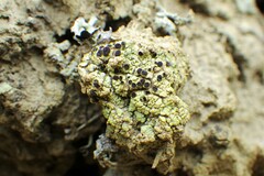 Rinodina