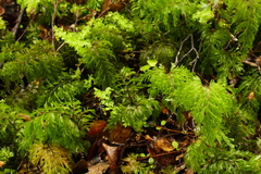 Hymenophyllum demissum