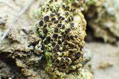 Rinodina