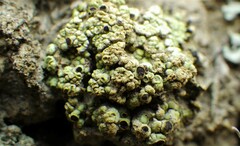 Rinodina