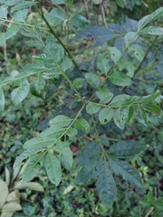 Trichilia havanensis