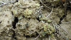Rinodina