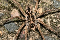 Lycosinae