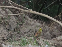 Emberiza citrinella caliginosa
