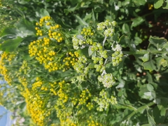 Senecio halimifolius
