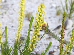 Microdon dubius
