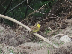 Emberiza citrinella caliginosa