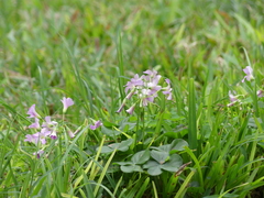 Oxalis debilis